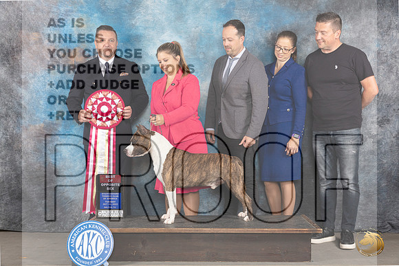 American Staffordshire Terrier #21 Mon BOS Judge Rade Dakic_JP_9144_STCABelton2023_HR3