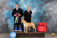American Staffordshire Terrier #26 Tues OHBOB AOM Judge Rade Dakic