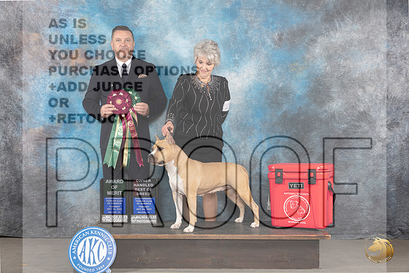 American Staffordshire Terrier #26 Tues OHBOB AOM Judge Rade Dakic_JP_9111_STCABelton2023_HR3