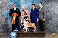 American Staffordshire Terrier #30 Tues BPIS Judge Rade Dakic