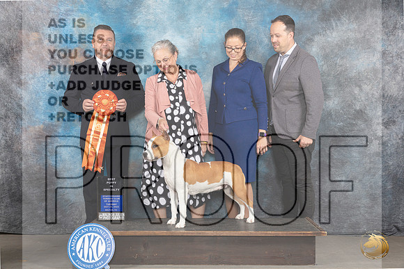 American Staffordshire Terrier #30 Tues BPIS Judge Rade Dakic_JP_9140_STCABelton2023_HR3
