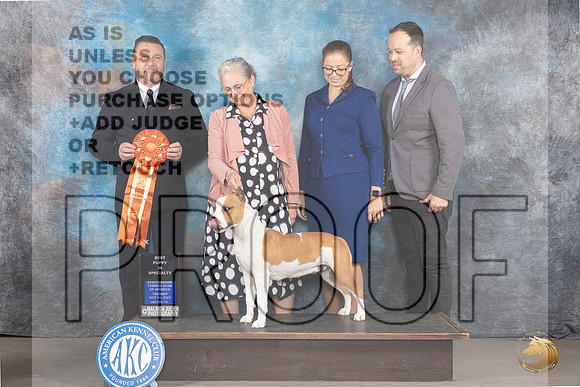 American Staffordshire Terrier #30 Tues BPIS Judge Rade Dakic_JP_9141_STCABelton2023_HR3