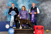 American Staffordshire Terrier #41 Tues BOW Judge Rade Dakic