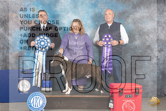 American Staffordshire Terrier #41 Tues BOW Judge Rade Dakic_JP_9098_STCABelton2023_HR3