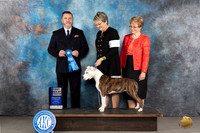 American Staffordshire Terrier #44 Tues BB1 Judge Rade Dakic