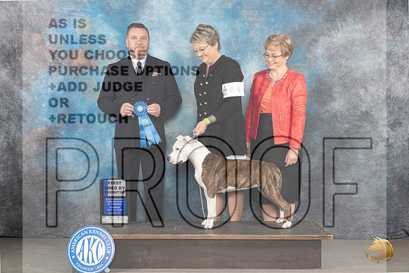 American Staffordshire Terrier #44 Tues BB1 Judge Rade Dakic_JP_9090_STCABelton2023_HR3