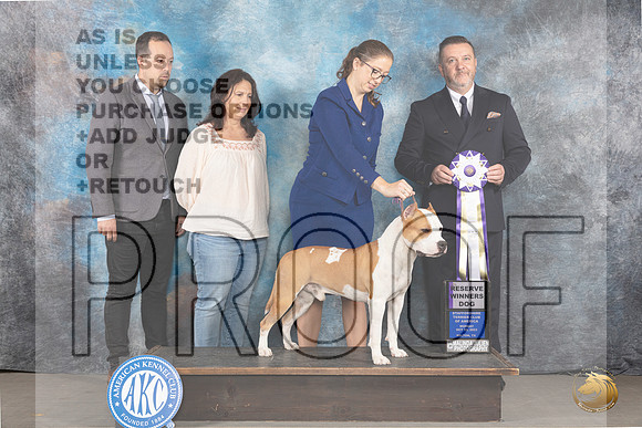 American Staffordshire Terrier #51 Tues RWD Judge Rade Dakic_JP_9148_STCABelton2023_HR3