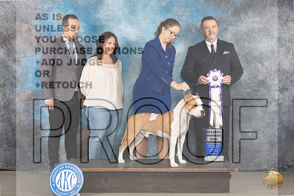 American Staffordshire Terrier #51 Tues RWD Judge Rade Dakic_JP_9149_STCABelton2023_HR3