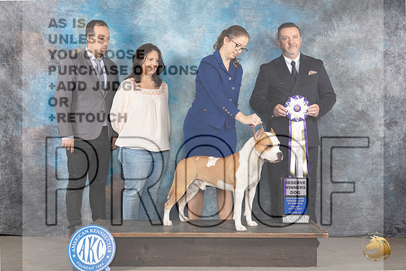 American Staffordshire Terrier #51 Tues RWD Judge Rade Dakic_JP_9151_STCABelton2023_HR3