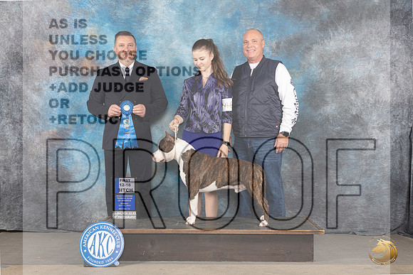 American Staffordshire Terrier #53 Tues 12181st Judge Rade Dakic_JP_9196_STCABelton2023_HR3