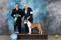 American Staffordshire Terrier #58 Tues AOM Judge Rade Dakic