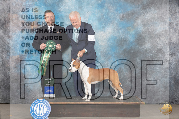 American Staffordshire Terrier #58 Tues AOM Judge Rade Dakic_JP_9169_STCABelton2023_HR3