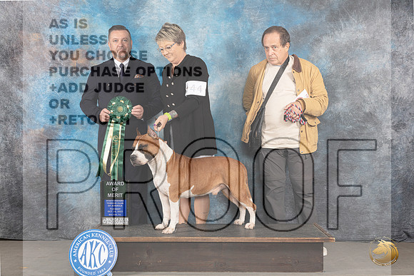 American Staffordshire Terrier #59 Tues AOM Judge Rade Dakic_JP_9130_STCABelton2023_HR3
