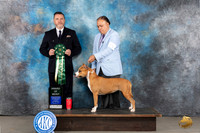 American Staffordshire Terrier #70 Tues AOM Judge Rade Dakic