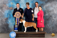 American Staffordshire Terrier #78 Tues BOB Judge Rade Dakic
