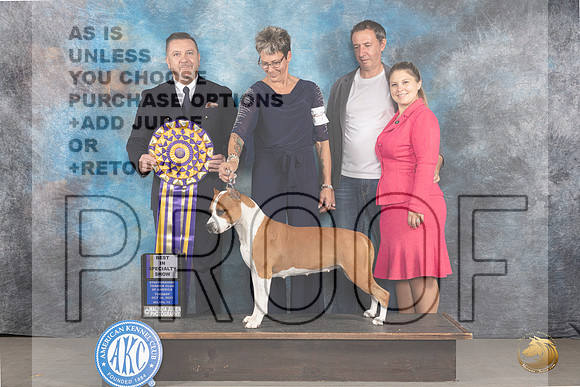 American Staffordshire Terrier #78 Tues BOB Judge Rade Dakic_JP_9087_STCABelton2023_HR3