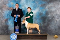 American Staffordshire Terrier #88 Tues 1012Vet1 Judge Rade Dakic