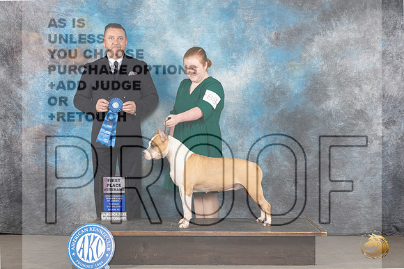 American Staffordshire Terrier #88 Tues 1012Vet1 Judge Rade Dakic_JP_9173_STCABelton2023_HR3