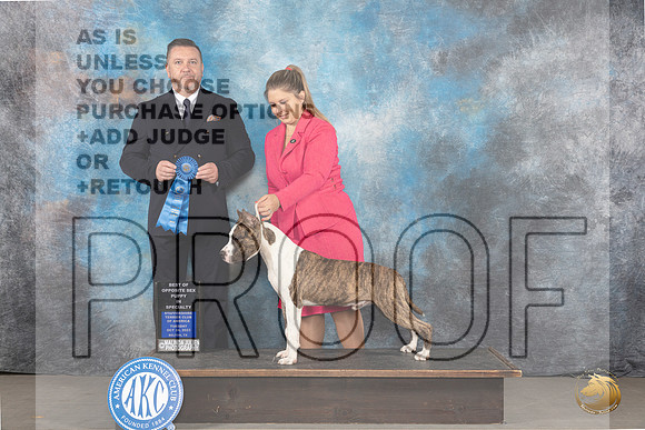 American Staffordshire Terrier #97 Tues BOSP Judge Rade Dakic_JP_9154_STCABelton2023_HR3