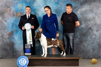 American Staffordshire Terrrier #91 Tues SD Judge Rade Dakic