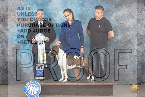 American Staffordshire Terrrier #91 Tues SD Judge Rade Dakic_JP_9158_STCABelton2023_HR3
