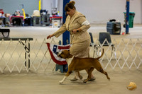 *Candids Tues Stud Dog
