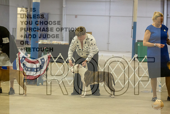 *Candids Tues Stud DogJJL_8876_STCABelton2023_HR3