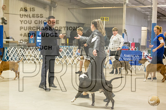 *Candids Tues Stud DogJJL_8878_STCABelton2023_HR3