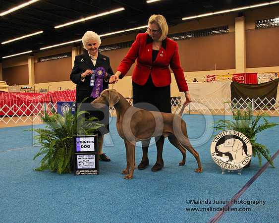 Weim-9273