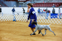 German Shorthaired Pointers Sat Ring