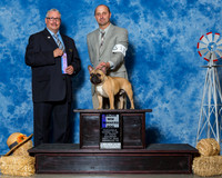 French Bulldogs #11 Sat Maj WD Fore Karen Judge Mr Bill R W Edwards