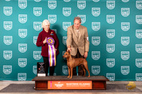 German Pinscher #101 Sun ABIS Judge Kathryn Baxter