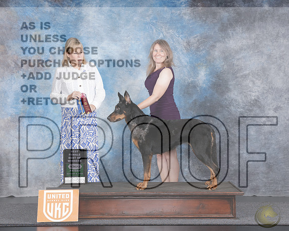Beauceron #280 Fri BF BW Judge Lynn MartinBeauceron #280 Fri BF BW Judge Lynn Martin_WP_2582e-UKC Longview TX Aug 2025-HR3