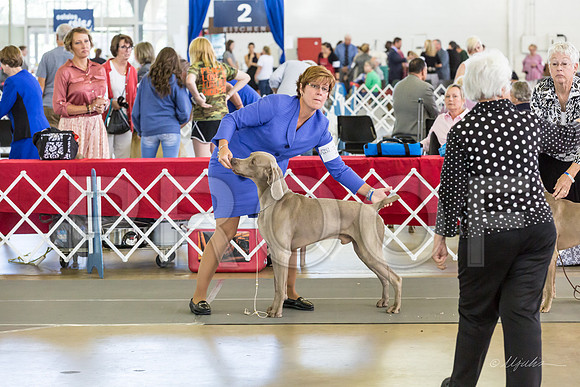 Weim Specialty Thurs Futurity Best Dog-MJJL0819-HR3