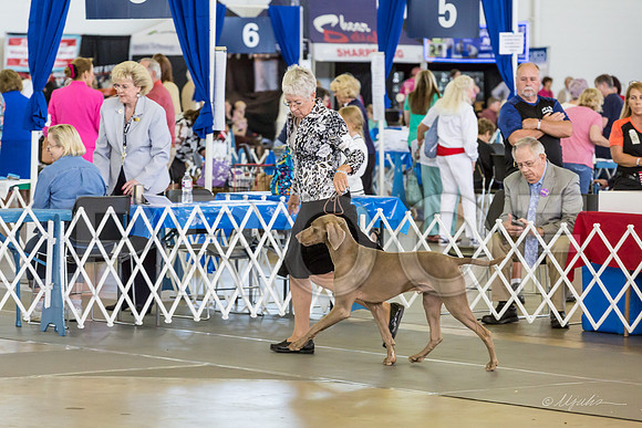 Weim Specialty Thurs Futurity Best Dog-MJJL0822-HR3