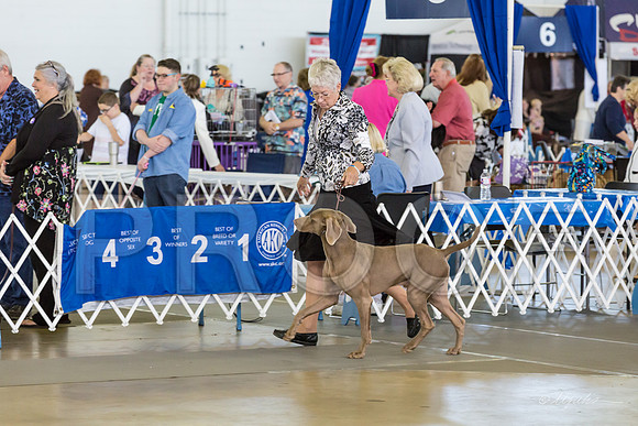 Weim Specialty Thurs Futurity Best Dog-MJJL0826-HR3