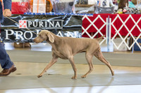 Weim Specialty Thurs Futurity Int Bitch