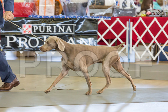 Weim Specialty Thurs Futurity Int Bitch-MJJL1018-HR3