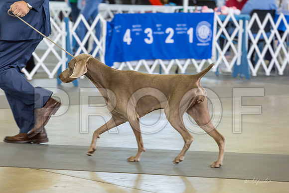 Weim Specialty Thurs Futurity Int Bitch-MJJL1027-HR3