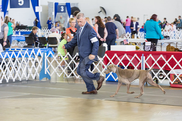 Weim Specialty Thurs Futurity Int Bitch-MJJL1030-HR3