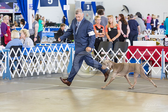 Weim Specialty Thurs Futurity Int Bitch-MJJL1031-HR3