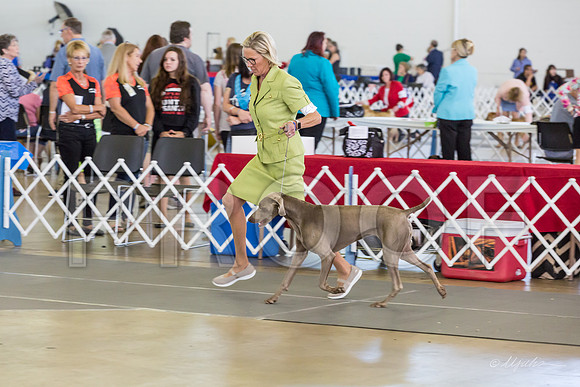 Weim Specialty Thurs Futurity Int Bitch-MJJL1043-HR3