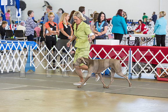 Weim Specialty Thurs Futurity Int Bitch-MJJL1044-HR3