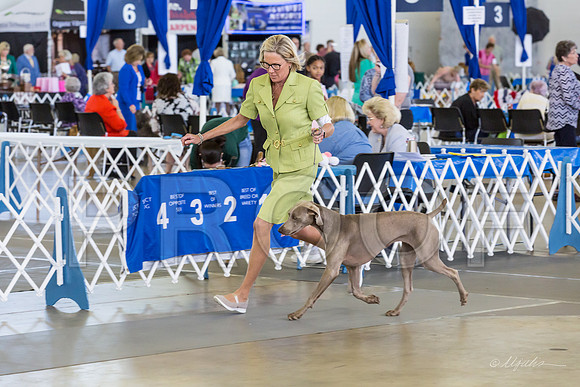 Weim Specialty Thurs Futurity Int Bitch-MJJL1049-HR3