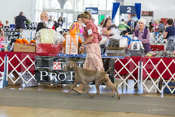 Weim Specialty Thurs Futurity Int Bitch-MJJL1051-HR3