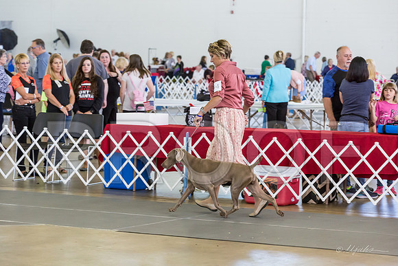 Weim Specialty Thurs Futurity Int Bitch-MJJL1053-HR3