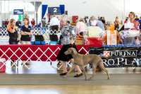 Weim Specialty Thurs Futurity Int Dog