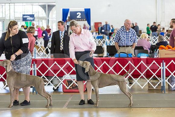 Weim Specialty Thurs Futurity Jr Bitch-MJJL0850-HR3