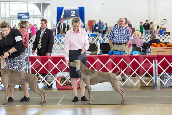 Weim Specialty Thurs Futurity Jr Bitch-MJJL0851-HR3