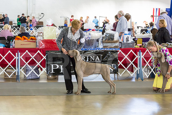 Weim Specialty Thurs Futurity Jr Bitch-MJJL0852-HR3